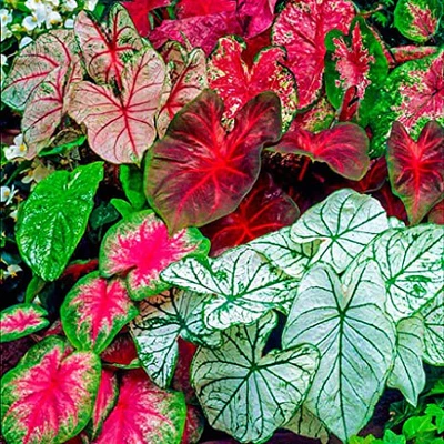 "Caladium Mixed Color Flower Bulb " - Branzia Herbs