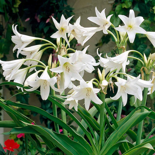 "Crinum Lily White Color Flower Bulb " - Branzia Herbs