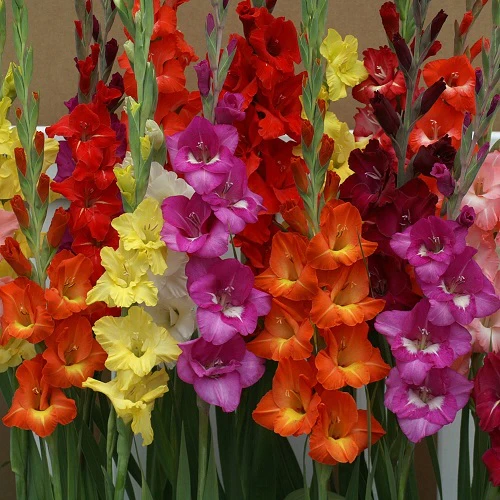 "Gladiolus Mix Color Flower Bulb " - Branzia Herbs