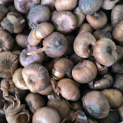 "Gladiolus Mix Color Flower Bulb " - Branzia Herbs