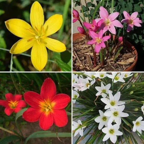 "Rain Lily Bulb Zephyranthes Mix Color Flower Bulbs (Pack of 05 Bulbs) " - Branzia Herbs