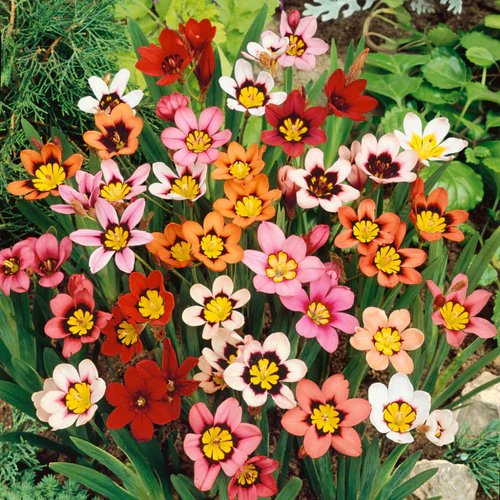 "Sparaxis Flower Bulb Mix Colour " - Branzia Herbs