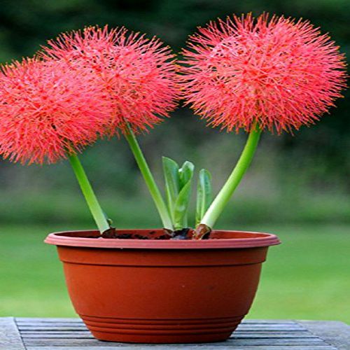 "Football Lily Haemanthus Pink Bulb " - Branzia Herbs