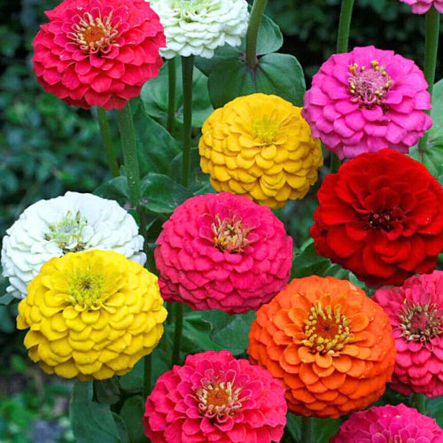 Zinnia Double Scarlet Mixed Color Flower Seeds - Branzia Herbs