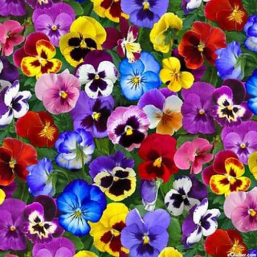 Pansy Viola Mixed F1 | Flower Seeds - Branzia Herbs