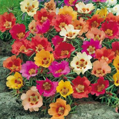 Portulaca Rainbow Mixed Color Flower Seeds - Branzia Herbs