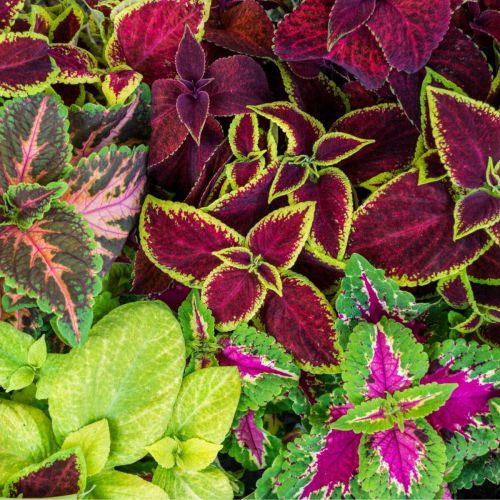 Coleus Rainbow Mixed Color Flower Seeds - Branzia Herbs