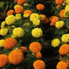 Marigold Basanti Big Bloom Mixed Color Flower Seeds - Branzia Herbs