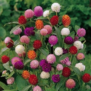 Gomphrena Mix Color Flower Seeds - Branzia Herbs