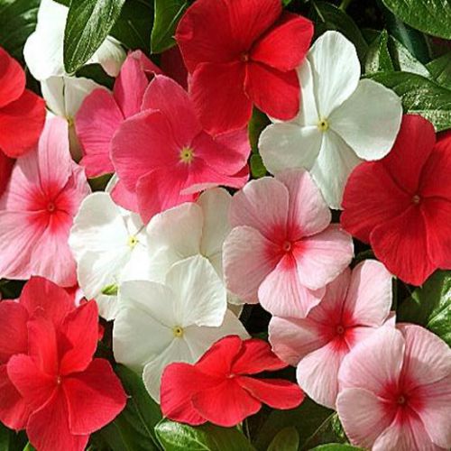 Vinca Rosea Mixed Color Flower Seeds - Branzia Herbs