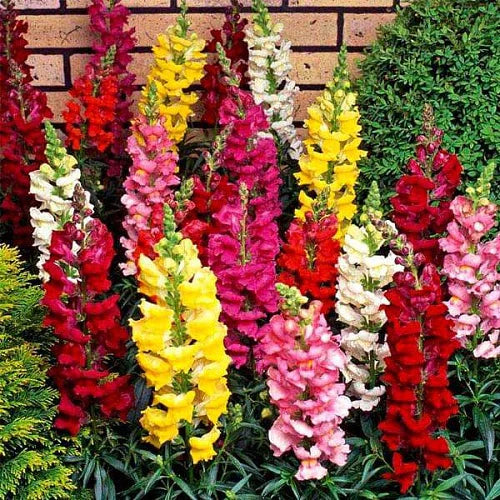 Antirrhinum Snapdragons Mixed Color Flower Seeds - Branzia Herbs