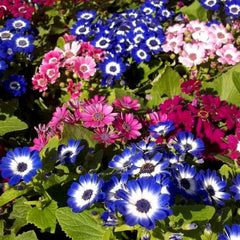 "Cineraria Mixed Color Flower Seeds " - Branzia Herbs