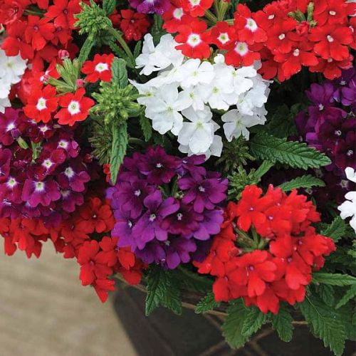 "Verbena Mixed Color Flower Seeds " - Branzia Herbs