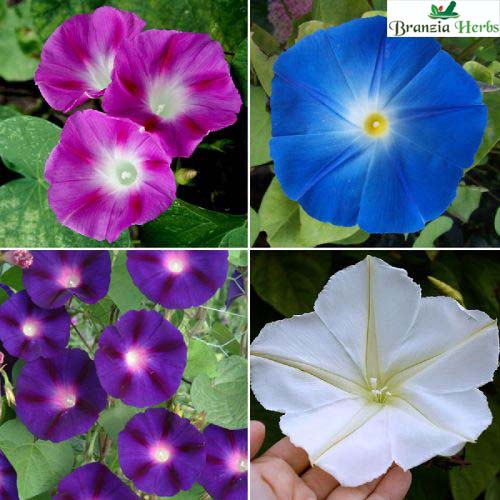 "Morning Glory Ipomoea Creeper Mix Color Flower Seeds " - Branzia Herbs