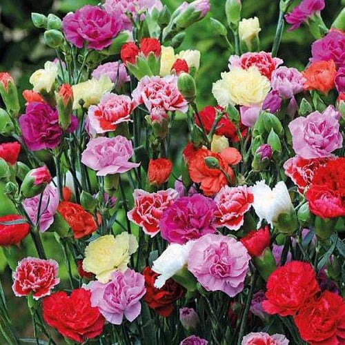 "Carnation Giant Chabaud Mixed Color | Flower Seeds " - Branzia Herbs