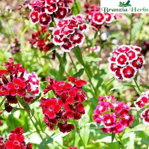 "Sweet William Mixed Color Flower Seeds " - Branzia Herbs