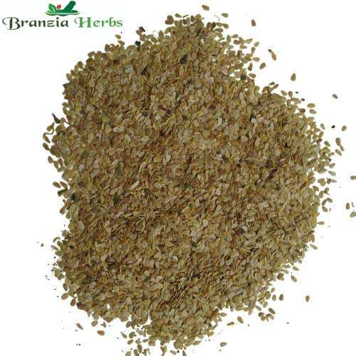 "Daisy Mixed Color Flower Seeds " - Branzia Herbs