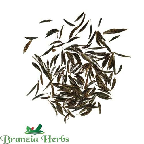 "Cosmos Mixed Color Flower Seeds " - Branzia Herbs