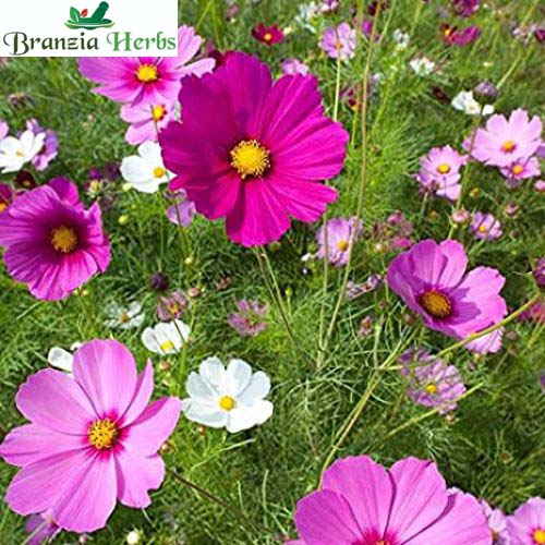 "Cosmos Mixed Color Flower Seeds " - Branzia Herbs