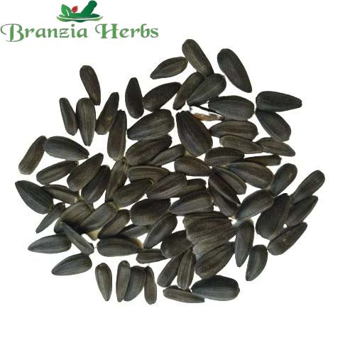 "Sunflower Russian Giant Surajmukhi Flower Seeds " - Branzia Herbs