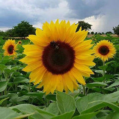 "Sunflower Russian Giant Surajmukhi Flower Seeds " - Branzia Herbs