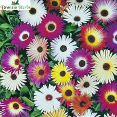 "Ice Plant Mesembryanthemum Mixed Color Flower Seeds " - Branzia Herbs