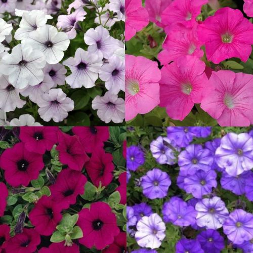 "Petunia Grandiflora Mixed Color Flower Seeds " - Branzia Herbs