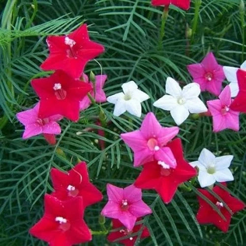 "Cypress Vine Creeper Plant Mix Color Flower Seeds " - Branzia Herbs