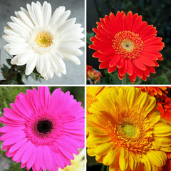 "Gerbera Mix Color Flower Seeds " - Branzia Herbs