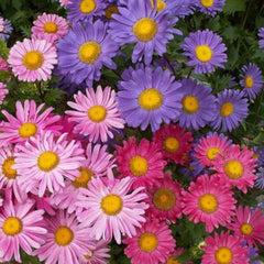 "Aster Princess Mixed Color | Flower Seeds " - Branzia Herbs