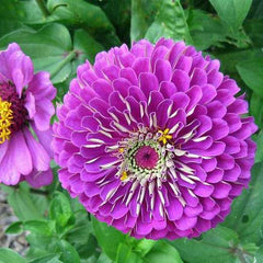 "Zinnia Double Purple Color | Flower Seeds " - Branzia Herbs