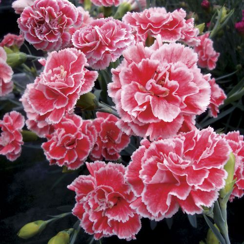 "Dianthus Mixed Color Flower Seeds " - Branzia Herbs