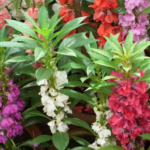 "Balsam Mixed Color Flower Seeds " - Branzia Herbs