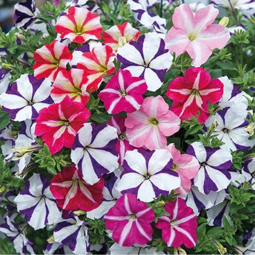 "Petunia Ultra Star Flower Seeds " - Branzia Herbs