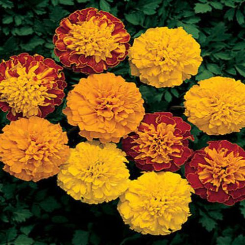 "Marigold French Mixed Color Flower Seeds " - Branzia Herbs