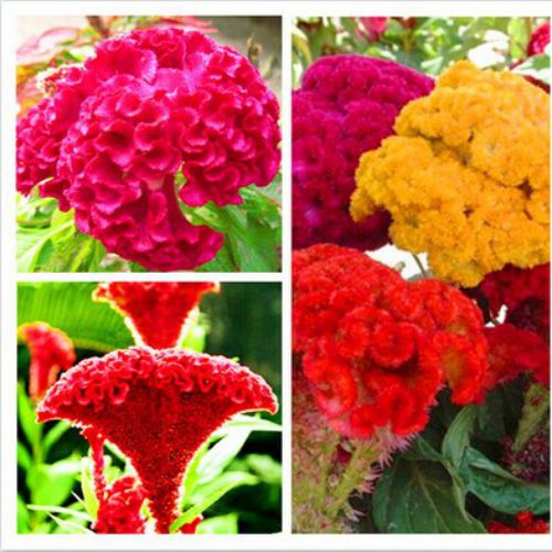 "Cockscomb Mixed Color Flower Seeds " - Branzia Herbs