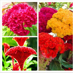 "Cockscomb Mixed Color Flower Seeds " - Branzia Herbs