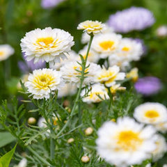 "Chrysanthemum Double Mixed Color Flower Seeds " - Branzia Herbs