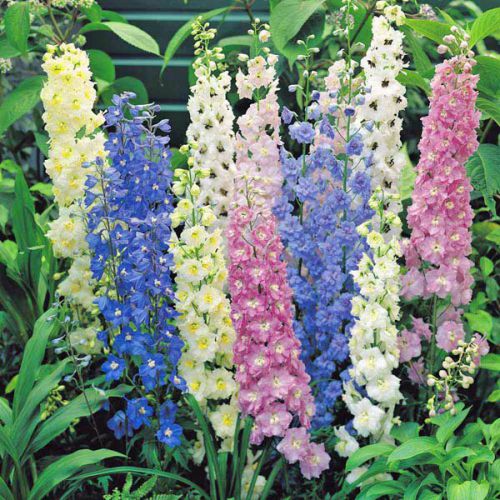 "Larkspur Fire Mixed Color Flower Seeds " - Branzia Herbs