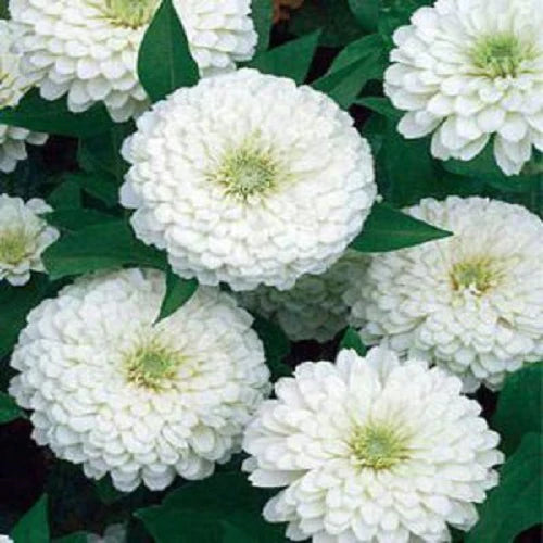 "Zinnia Double White Color | Flower Seeds " - Branzia Herbs