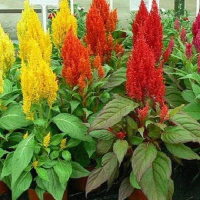 "Celosia Pulmosa Mixed Color Flower Seeds " - Branzia Herbs