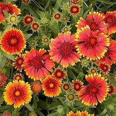 "Gaillardia Mixed Color Flower Seeds " - Branzia Herbs