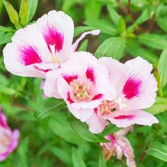 "Godetia / Clarkia Mix Color Flower Seeds " - Branzia Herbs