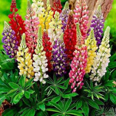 "Lupins Mixed Color Flower Seeds " - Branzia Herbs