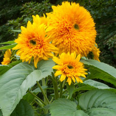 "Sunflower Tall Sungold Flower Seeds " - Branzia Herbs