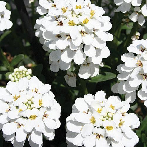 "Candytuft White Color Flower Seeds " - Branzia Herbs