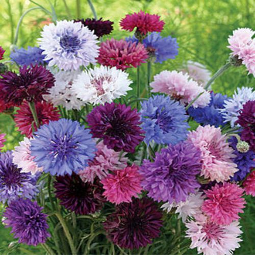 "Corn Flower Mixed Color Flower Seeds " - Branzia Herbs