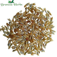 "Corn Flower Mixed Color Flower Seeds " - Branzia Herbs