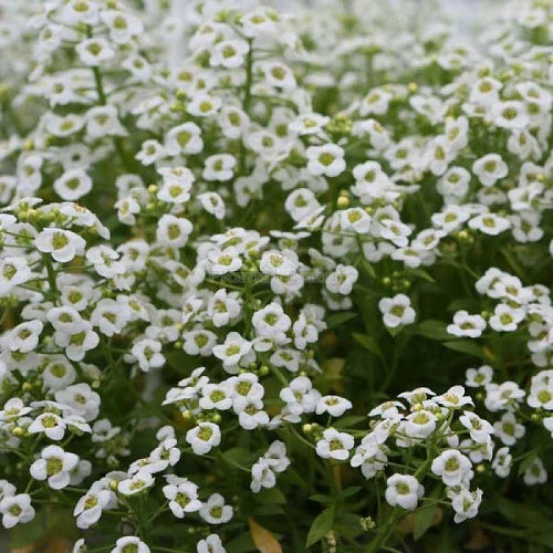 "Alyssum Snow Carpet Flower Seeds " - Branzia Herbs