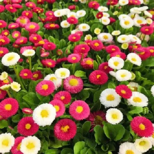 "Daisy Mixed Bellis Perensis Color Flower Seeds " - Branzia Herbs